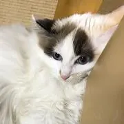 Ayanoの画像
