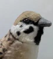 すずめの画像