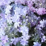 うたかた