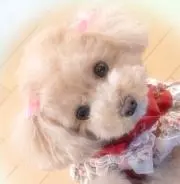 ご確認ページ☆犬服✩.*˚ - メルカリ