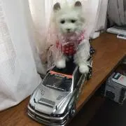 ニャンコあくび  プロフィール必見！