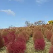 tomiの画像