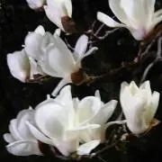 raulxx777の画像