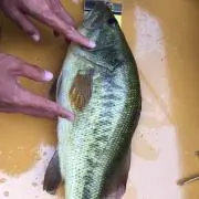 しんくんの画像