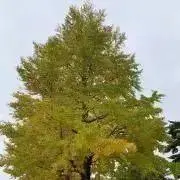 こむぎらーにゃの画像