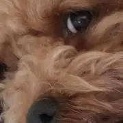Han