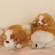 アップの画像