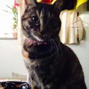 まろん