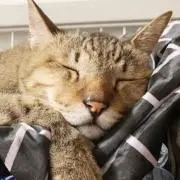 MIANの画像