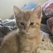ag