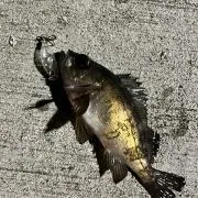 T.y