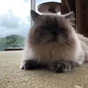 ぴの画像