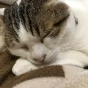 ユイの画像