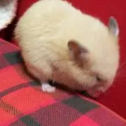 キンクマの画像