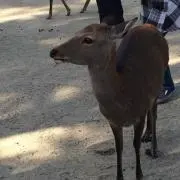 石川