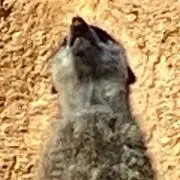 かんの画像