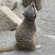 ぴょん