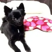 kazumosh