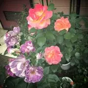 mmizoの画像