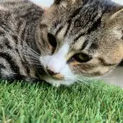 サンバル