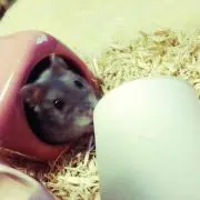 ゆうま