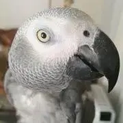 mariの画像