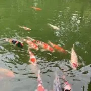 おさかなの画像