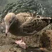 グリーン