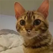 にゃんぱす