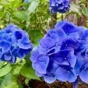 みずきち