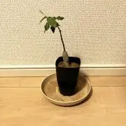 トムの画像