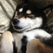 ボルシチ