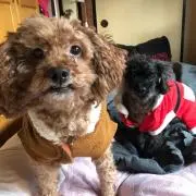 COCO