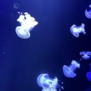 ハワイ島のネコ。の画像