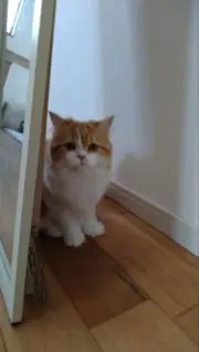 すずの画像