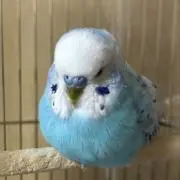 すぴたんの画像