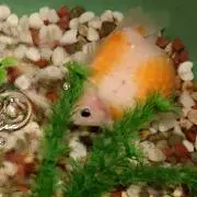 らららら
