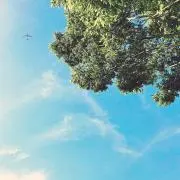 豆柴