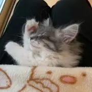 みかんの画像