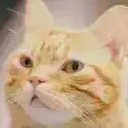 みの画像