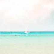 ひまわり