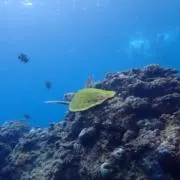 りとるつりーの画像