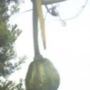 かぼの画像