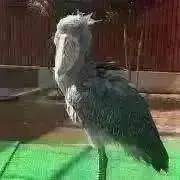 よぽぽの画像