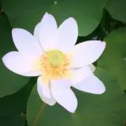ナムコの画像