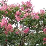 びひん。の画像