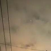 スルメイカの画像