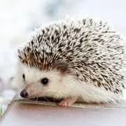 夏の画像