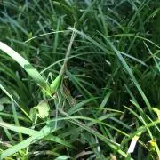 モーの画像