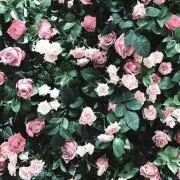 miyu2の画像